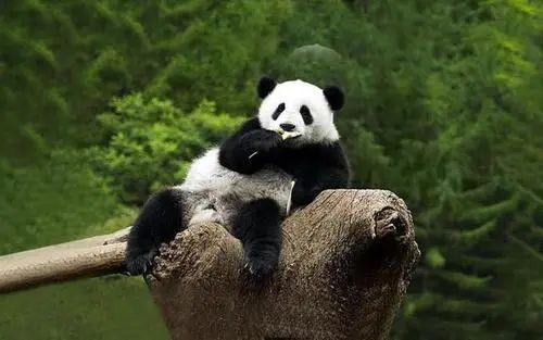 熊猫生产容易吗,熊猫多少年产崽(1)