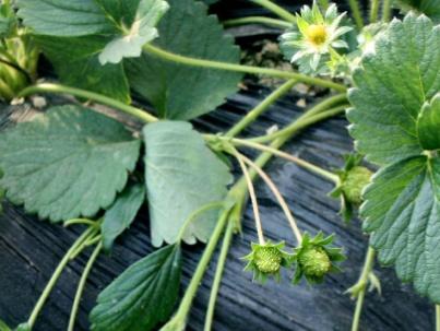 大棚草莓的种植方法,草莓打药一览表(2)