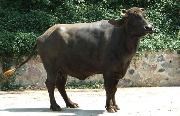 福安水牛有什么特征,什么叫真正的水牛(5)