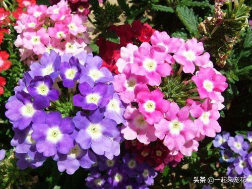 适合庭院种植的四季开花的花卉,南方庭院种植10种常见花卉(4)