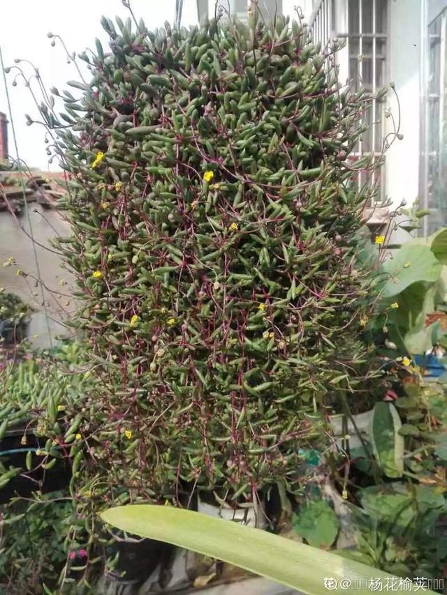 紫玄月吊兰的养殖方法和注意事项,冬天紫玄月吊兰怎么养(2)