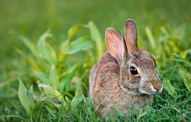 小朋友养小兔子注意事项,刚养小兔子应该注意什么(4)
