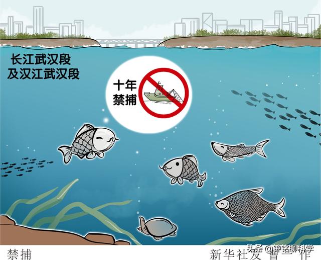 禁渔可以在江边钓鱼吗,钓鱼超过7钩怎么处罚(4)