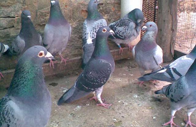 鸽子放养会不会比较容易繁殖,鸽子可以自由放养吗(2)