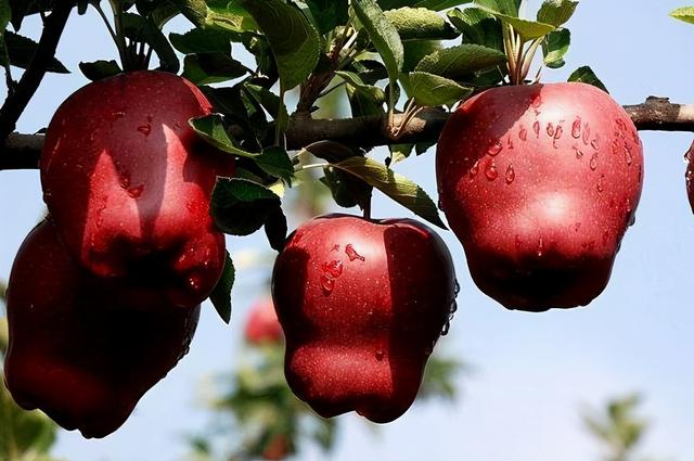 甘肃产苹果有哪些地方,甘肃最有名的苹果产地(6)