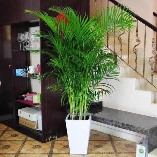 客厅上档次绿植,客厅适合摆放的十大植物(4)
