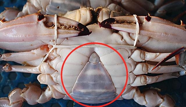 母蟹和公蟹哪个好吃,螃蟹不能吃部位详解图(4)