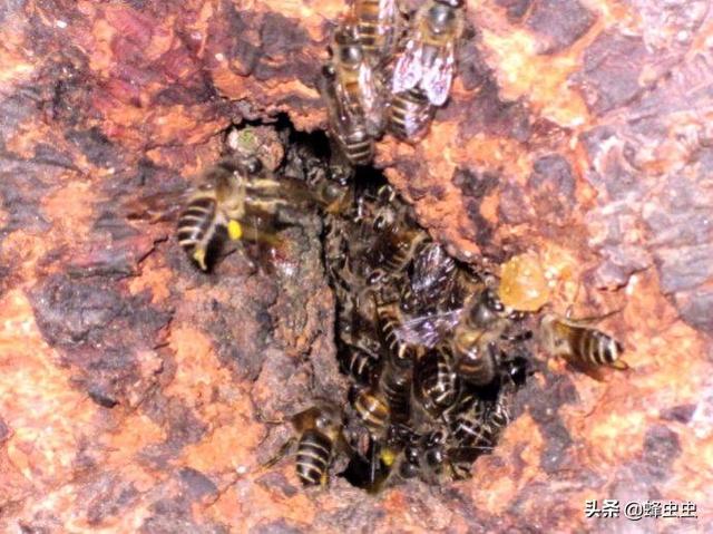 找蜂巢最快的方法,找野生蜂巢最快的方法(3)