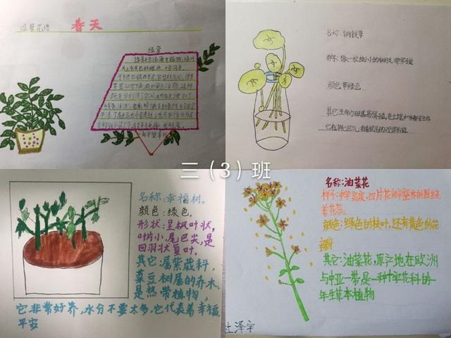 植物记录卡怎么做三年级简单漂亮,小学植物记录卡怎么做(2)