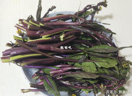 紫菜苔可以凉拌吗,紫菜苔能腌制吗(3)