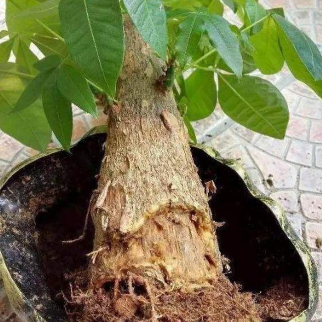 发财树烂根怎么补救方法,发财树烂根怎么处理还能活吗(2)