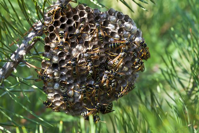 超大野蜂巢功效,干野蜂巢有药用价值吗(2)