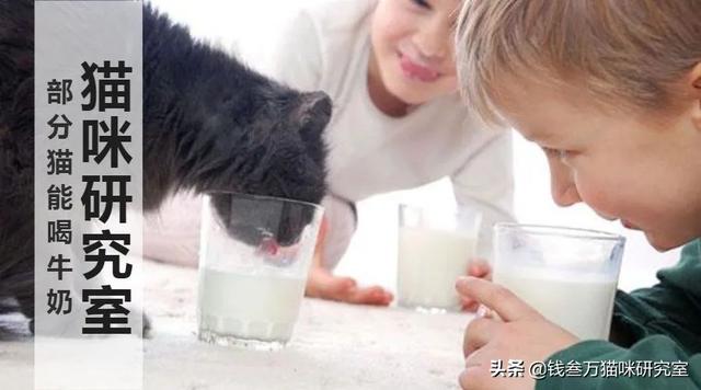 猫可以喝一点点纯牛奶吗,猫可以喝一点点甜牛奶吗(1)