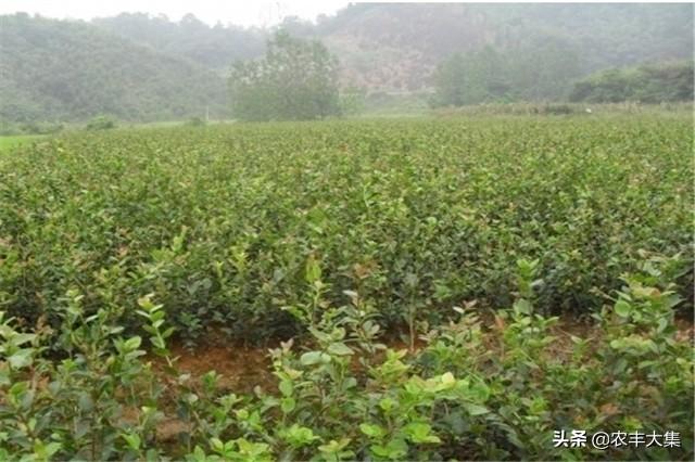 茶籽树怎样才能提高产量,茶籽树几年可以结果(2)