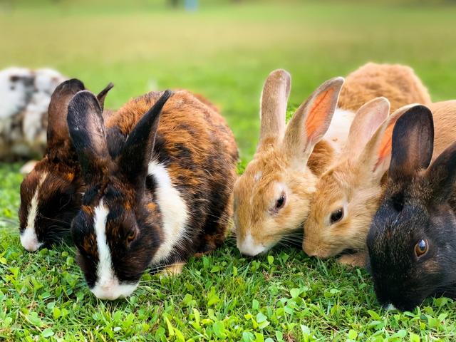 兔子一般是单只养还是成双养,兔子是公的好养还是母的好养(2)