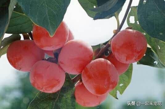 火晶柿子小苗几年结果,火晶柿子树种植条件(2)