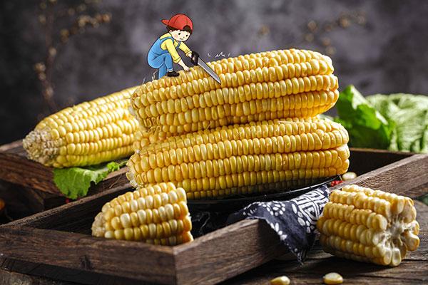 玉米面有什么好处和坏处,玉米面不适合哪些人吃(3)