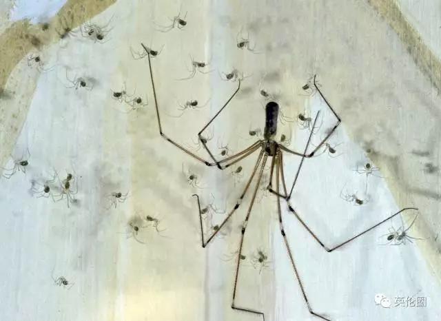 家中常见20种蜘蛛,国内常见20种蜘蛛(3)