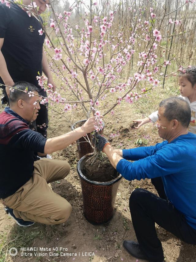 桃树盆栽种植方法视频,桃树盆景怎样矮化图解(2)