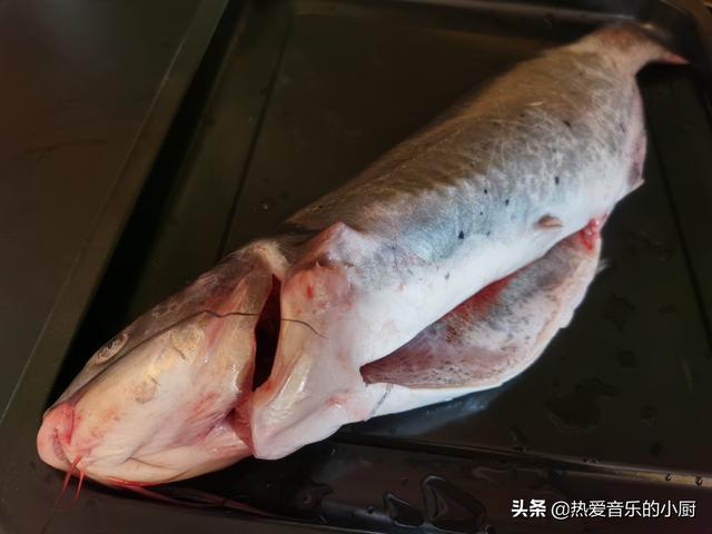 江团鱼和鲶鱼有什么区别,江团鱼图片和鲶鱼的肉质的差别(3)