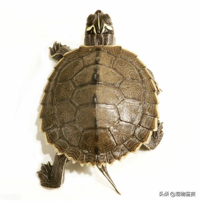 菜龟的饲养方法,陆地巨型吃菜龟怎么养(5)