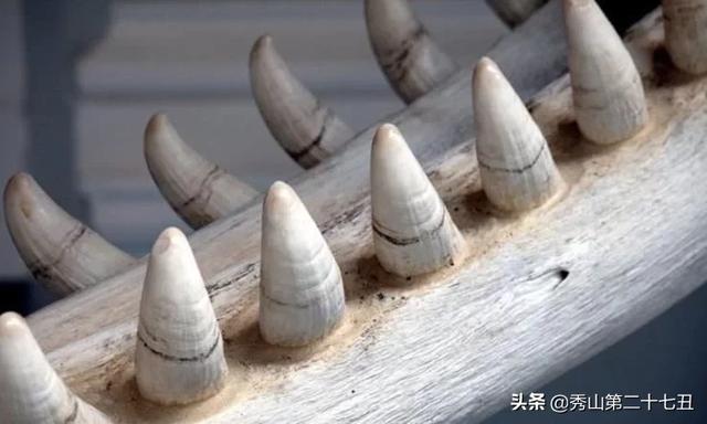 蜗牛有多少颗牙齿放大图片,蜗牛牙齿高清图片(2)