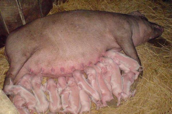 太湖猪一代二代三代的区别,太湖二代母猪配什么品种的猪好(4)