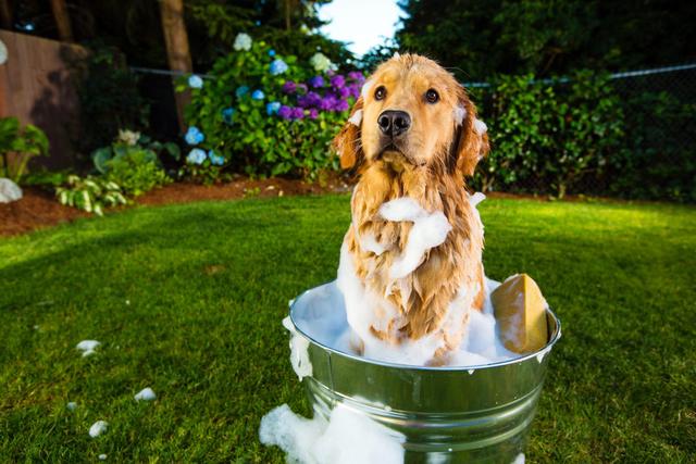 小狗几天才能洗澡,小狗到家多少天可以洗澡(4)