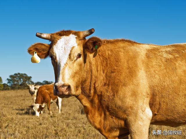 牛积食几天能自愈,牛积食灌食用油几天能排出(1)