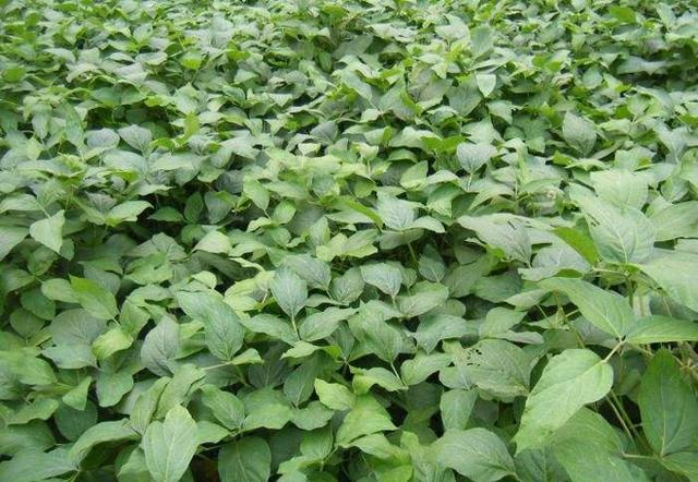 一亩地用多少黄豆做底肥,亩产1500公斤的大豆品种(1)