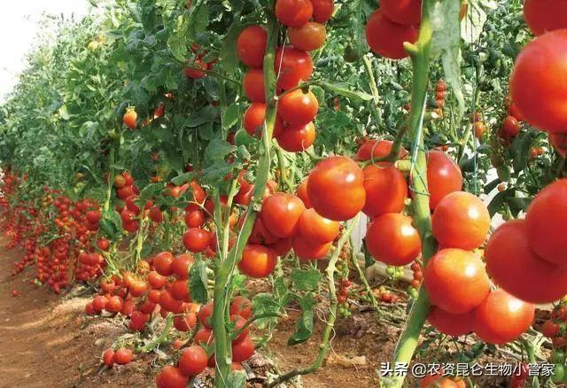 西红柿膨大最佳时间,番茄喷花的正确方法(3)