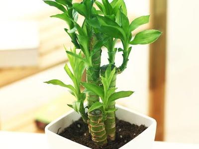 富贵竹用不用晒太阳,最旺宅的植物(3)