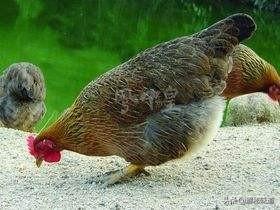 贵妃鸡和本地鸡哪个好,贵妃鸡为什么不受农家人喜欢(1)