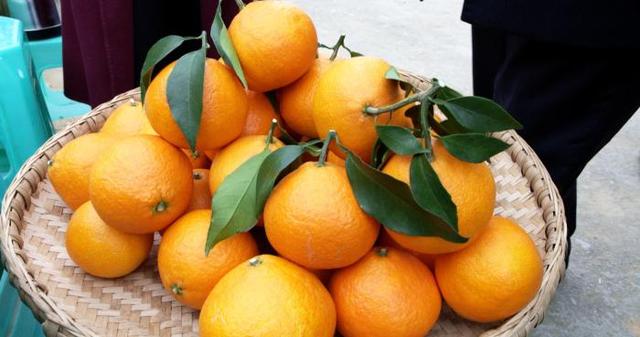 柑桔套袋最快的手法,柑橘套袋用药方案(4)