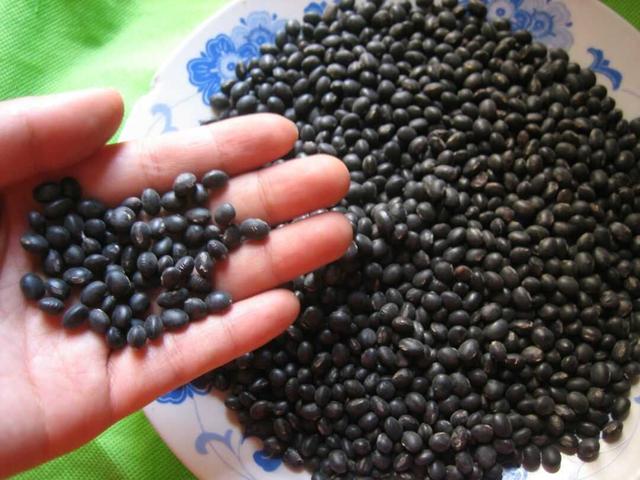 黑豆种植最佳时间,黑豆种植方法及种植时间(3)