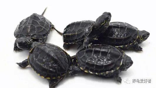 四眼斑水龟的饲养方法,四眼斑龟好养吗(3)