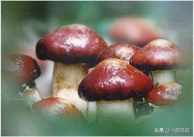 工厂化大球盖菇种植,大球盖菇栽培培训(1)