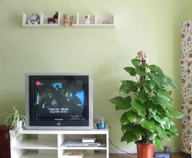 客厅电视柜两边放绿萝,绿萝能放电视柜两边吗(2)
