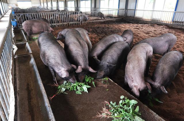 草木灰能长期喂猪吗,草木灰在养猪中的妙用(2)