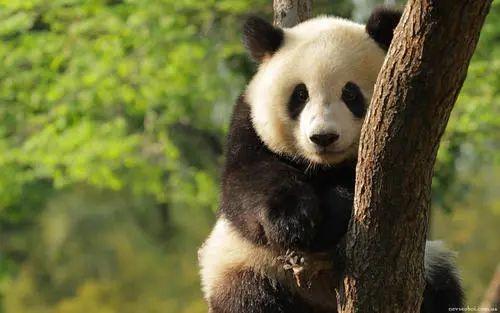 熊猫生产容易吗,熊猫多少年产崽(6)