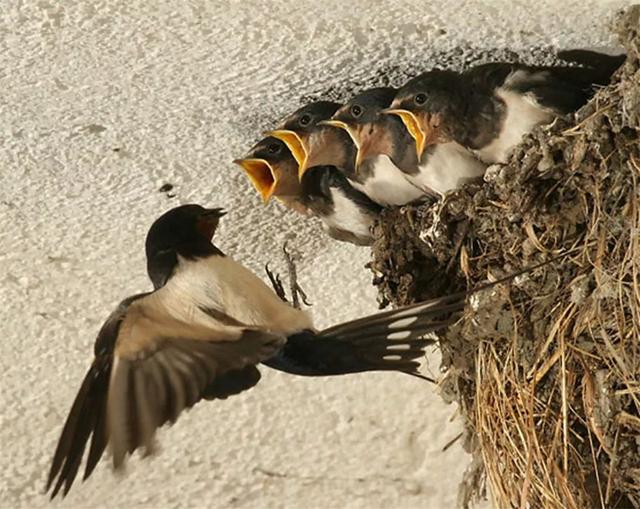 小燕子有哪些特点和生活习惯,介绍小燕子的习性特点(1)
