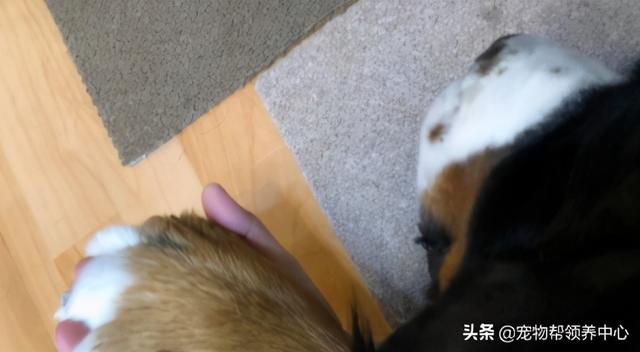 伯恩山犬能长多少公斤,伯恩山犬最大能长多大(5)