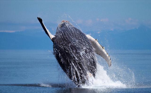 虎鲸的天敌是座头鲸吗,虎鲸没天敌么为啥被座头鲸打(3)