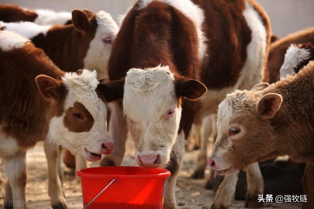 牛积食几天能自愈,牛积食灌食用油几天能排出(3)