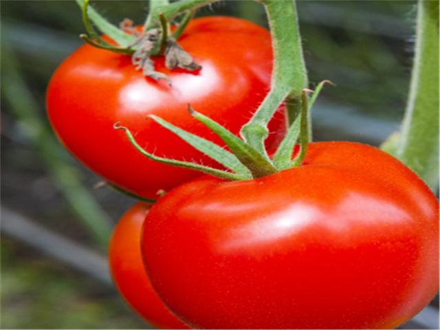 西红柿是淡红的能不能吃,西红柿里面不是红色的能吃吗(2)