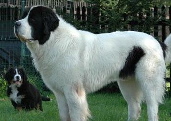 黑白花的狗有哪些品种,农村黑白花的狗是什么品种(1)