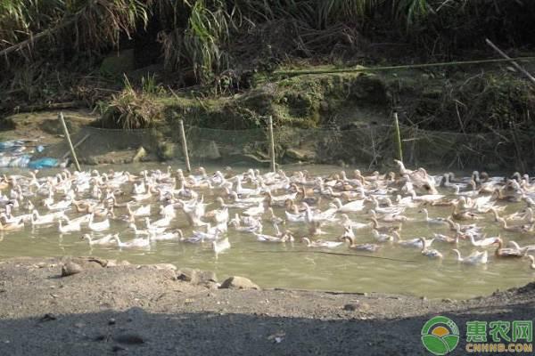 鸭子在河里养好不好,养鸭子对水源有影响吗(3)