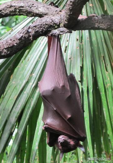 蝙蝠的翅膀最多有多长,蝙蝠撑开翅膀有多长(5)
