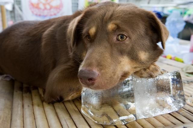 狗狗做冰淇淋的方法,怎么给狗狗做冰淇淋(4)