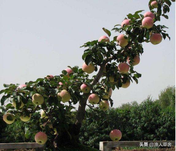 盆栽苹果树什么时候嫁接最好,苹果树冬季嫁接的最佳时间(1)